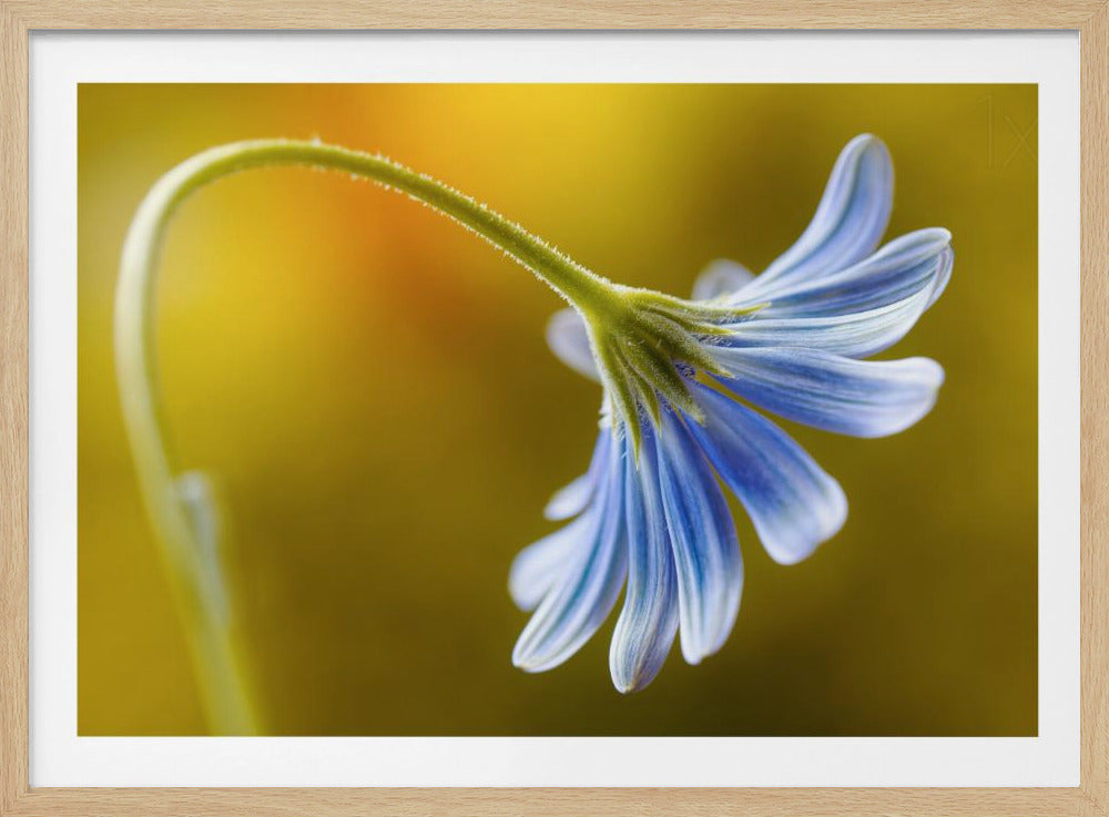 Cape Daisy | Poster