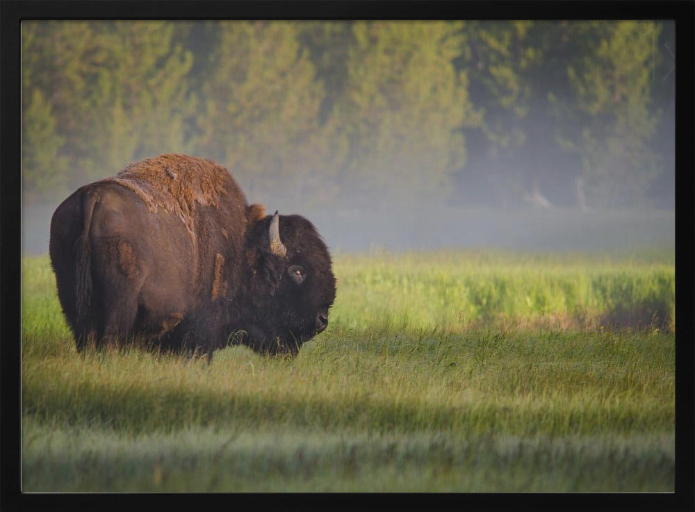 Bison im Morgenlicht | Poster