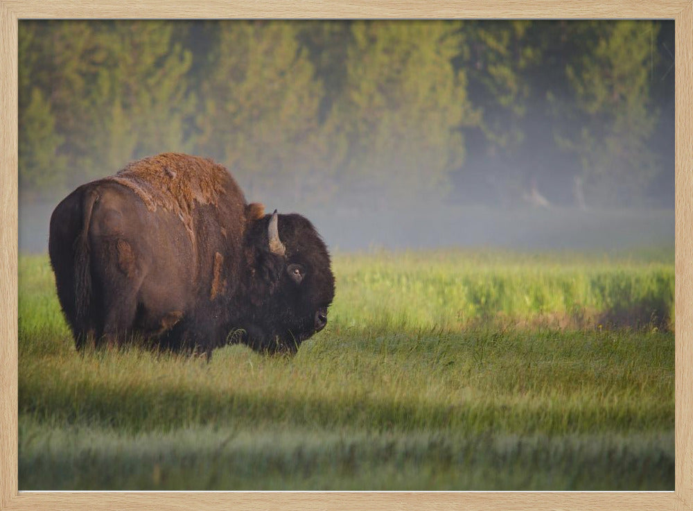 Bison im Morgenlicht | Poster