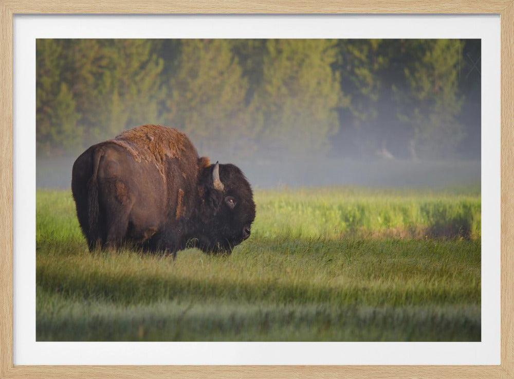 Bison im Morgenlicht | Poster