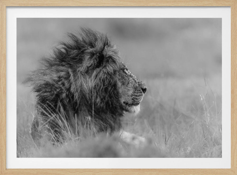 Der König ist allein | Poster