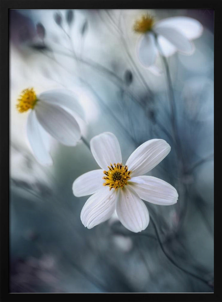Cosmos | Poster