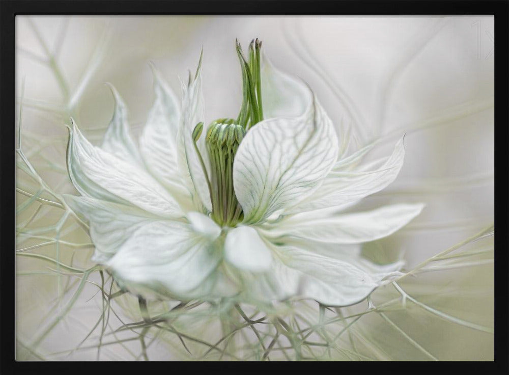 Nigella | Poster