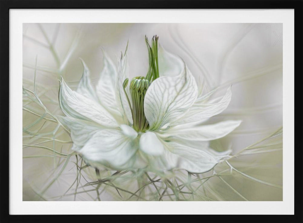 Nigella | Poster