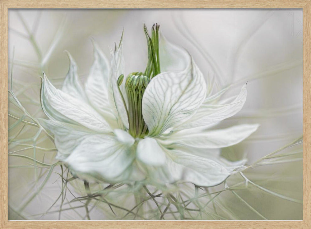Nigella | Poster