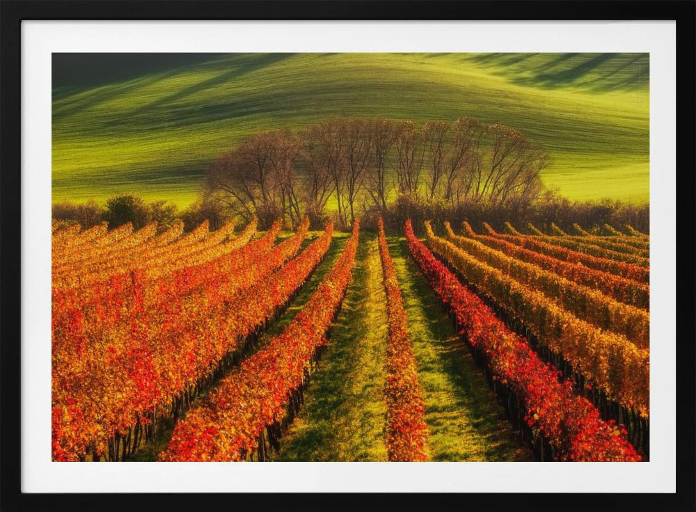 Weinbau | Poster