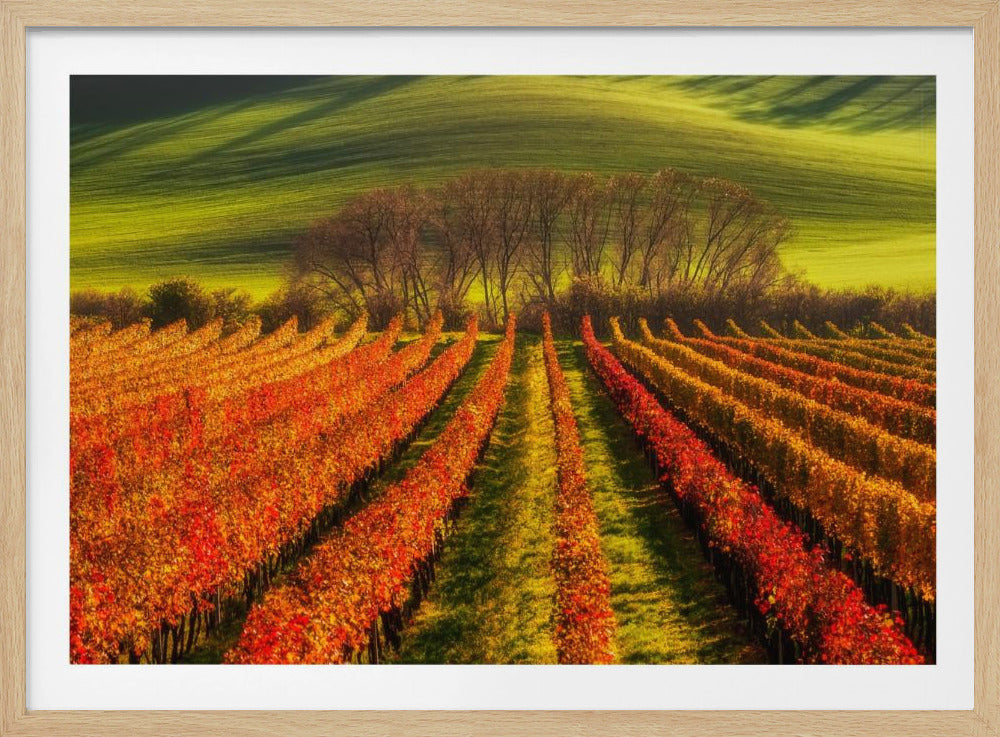 Weinbau | Poster