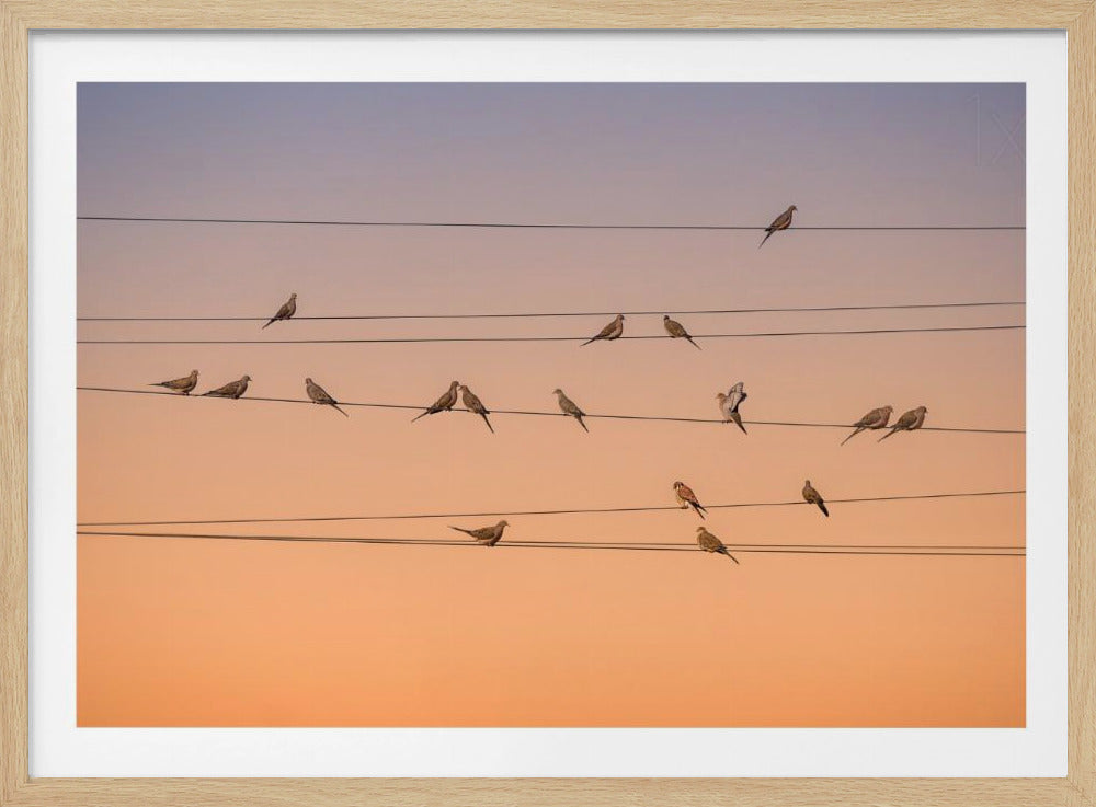 Musik des Lichts | Poster