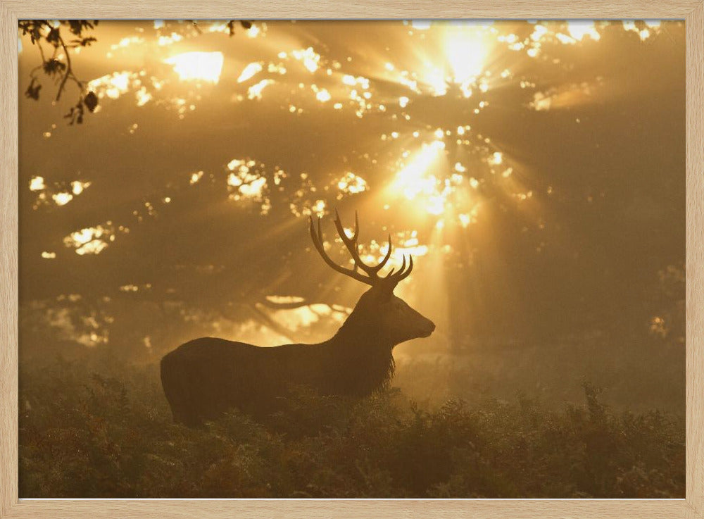 Geist des Waldes | Poster