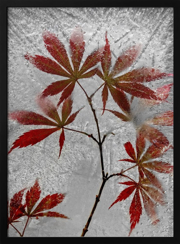 roter Ahorn | Poster