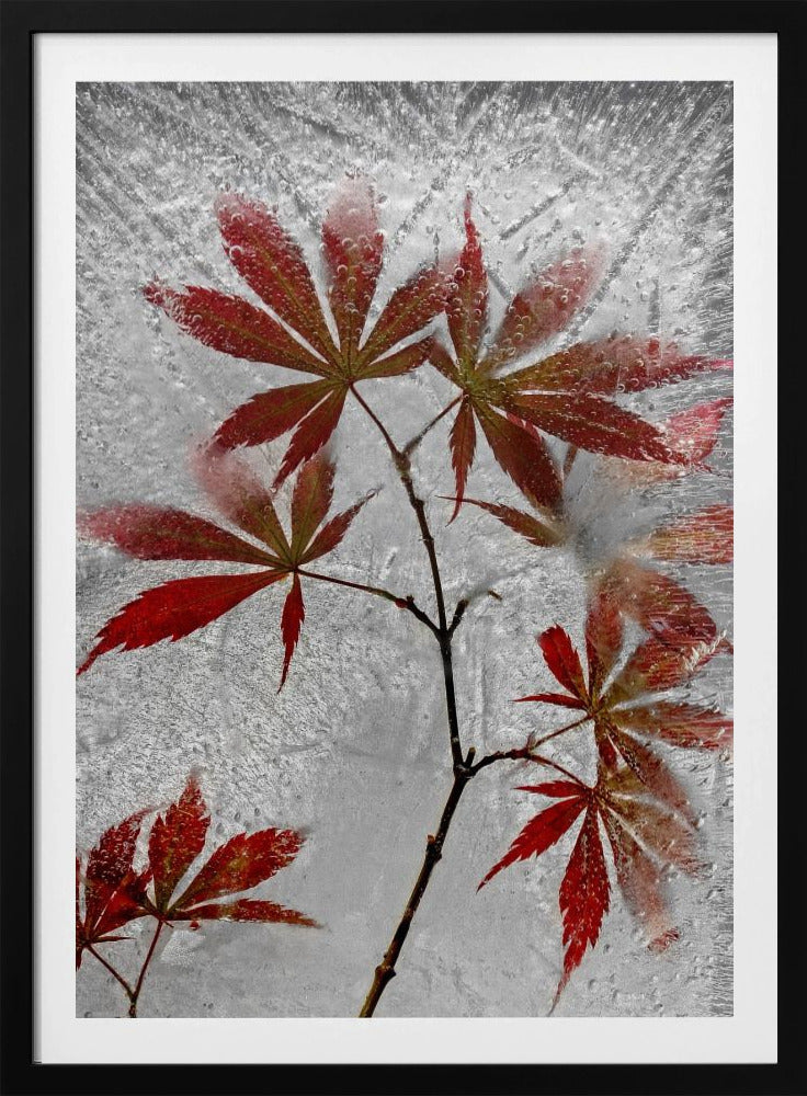 roter Ahorn | Poster