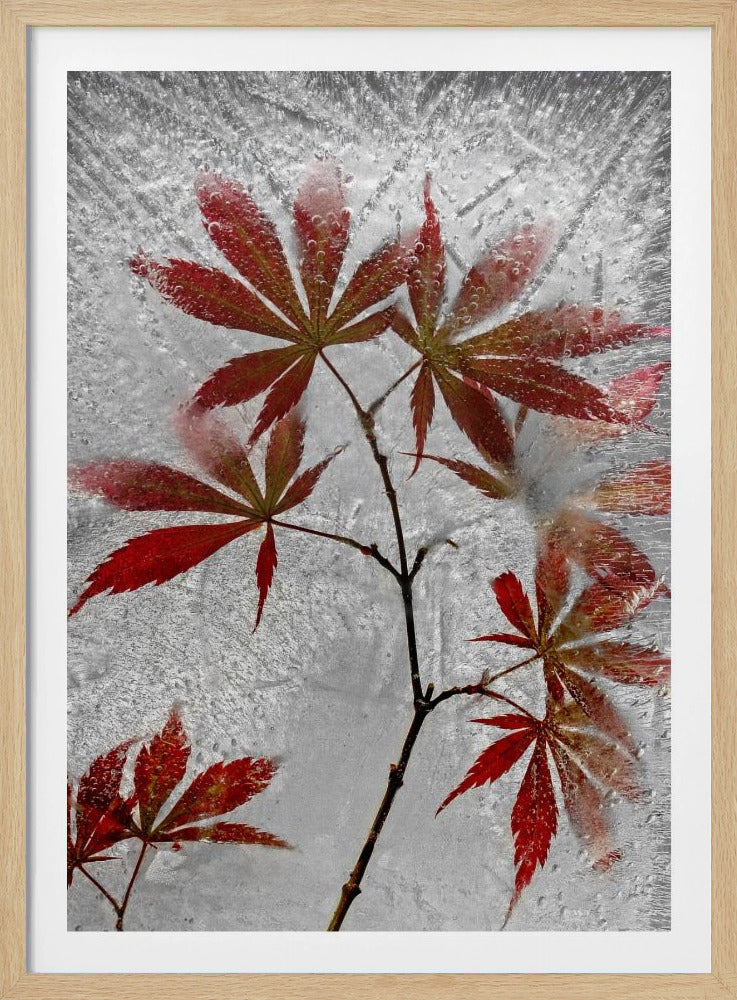 roter Ahorn | Poster