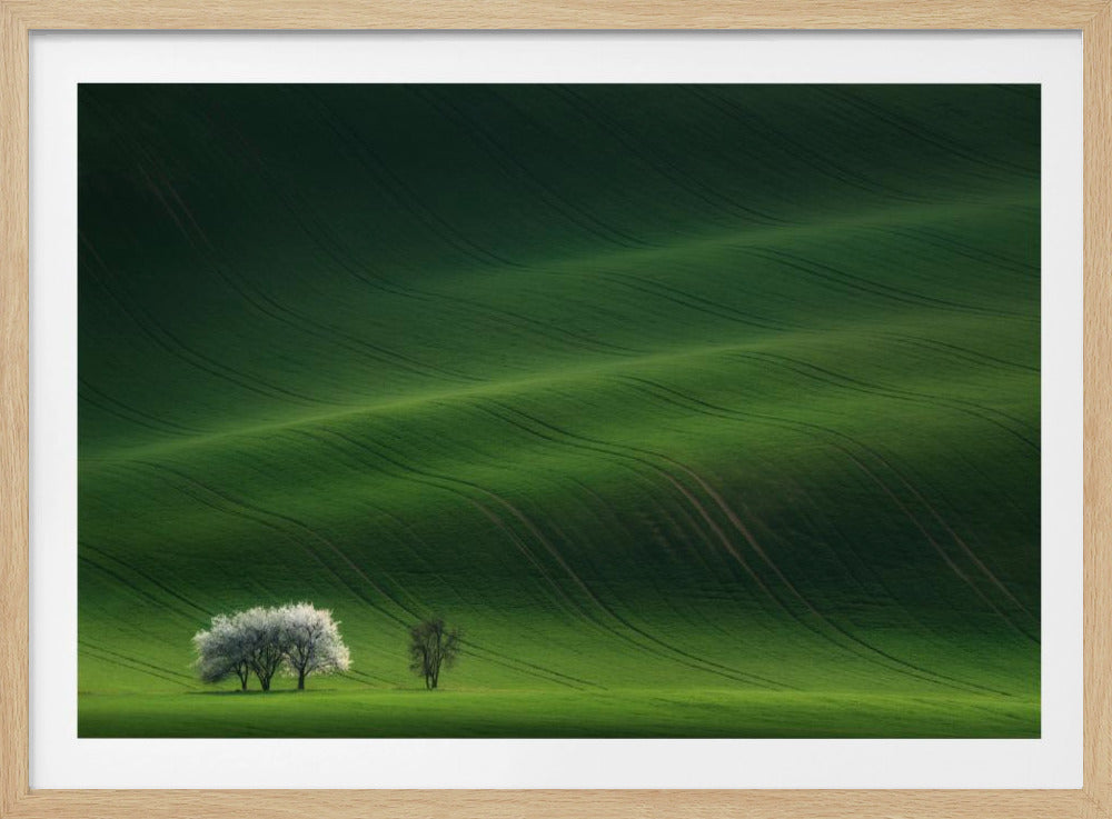 Damen in Weiß | Poster