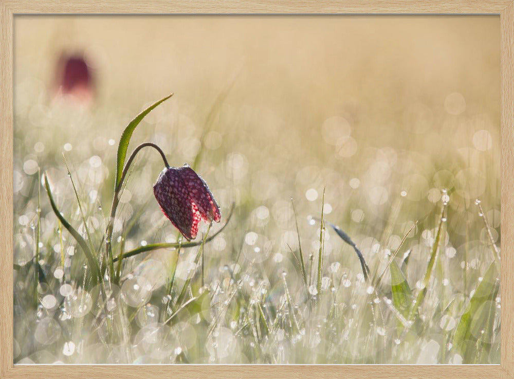 Morningdew | Poster