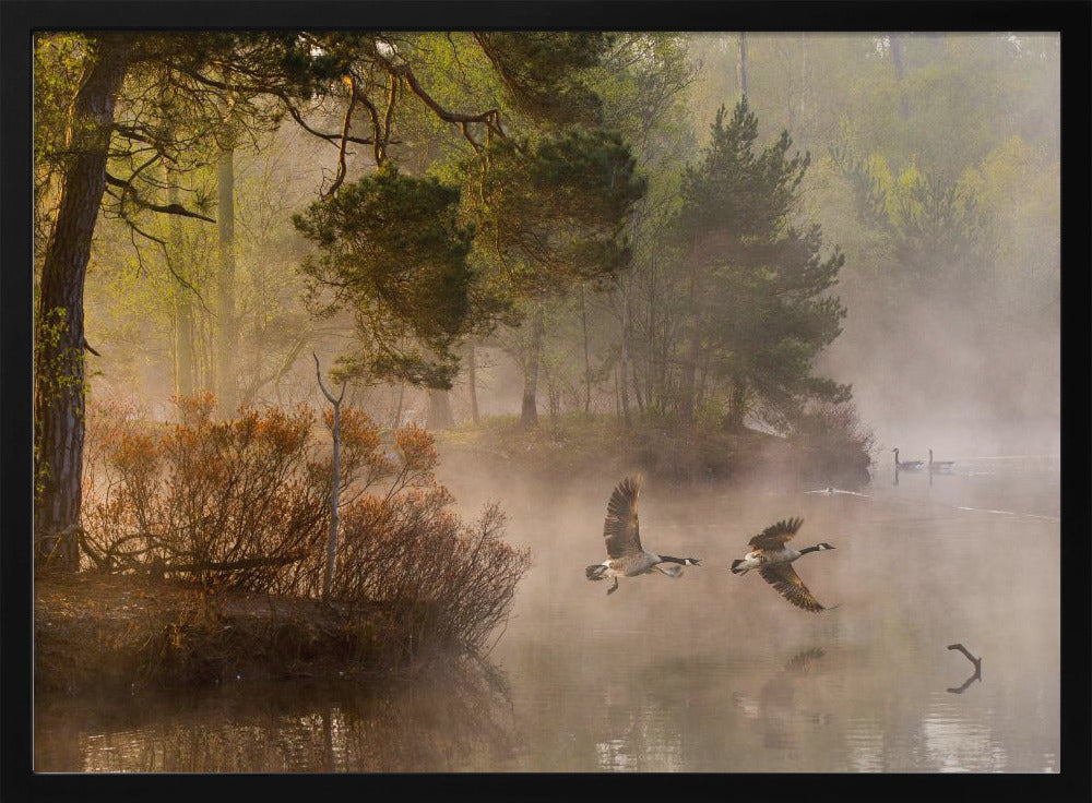 Goose fight | Poster