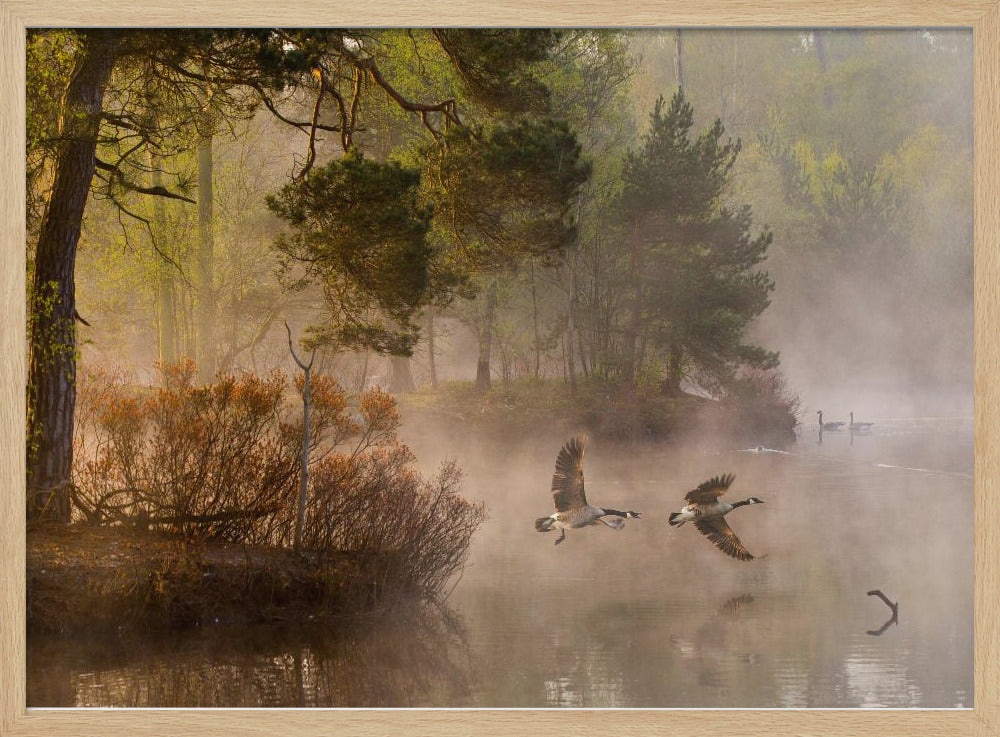 Goose fight | Poster