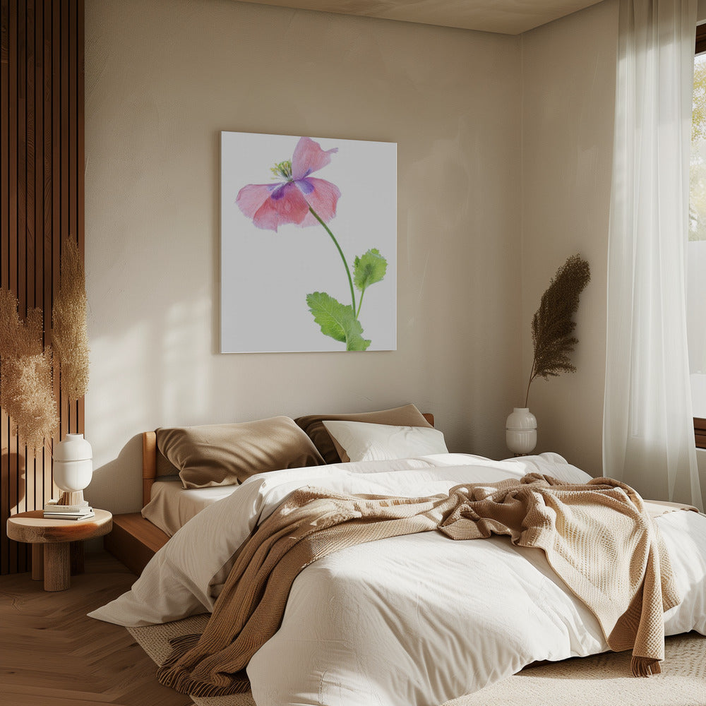 Mohn | Leinwand