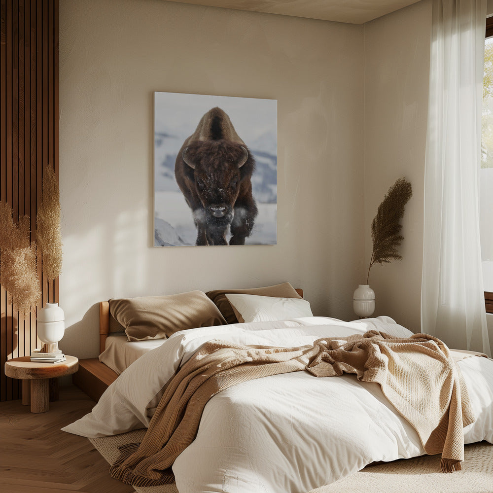 Bison im Anmarsch | Leinwand