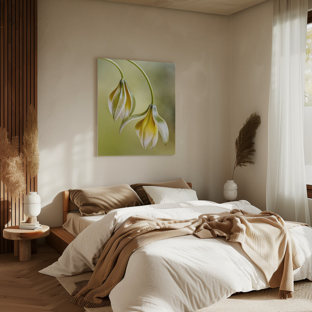 Tulipa | Leinwand