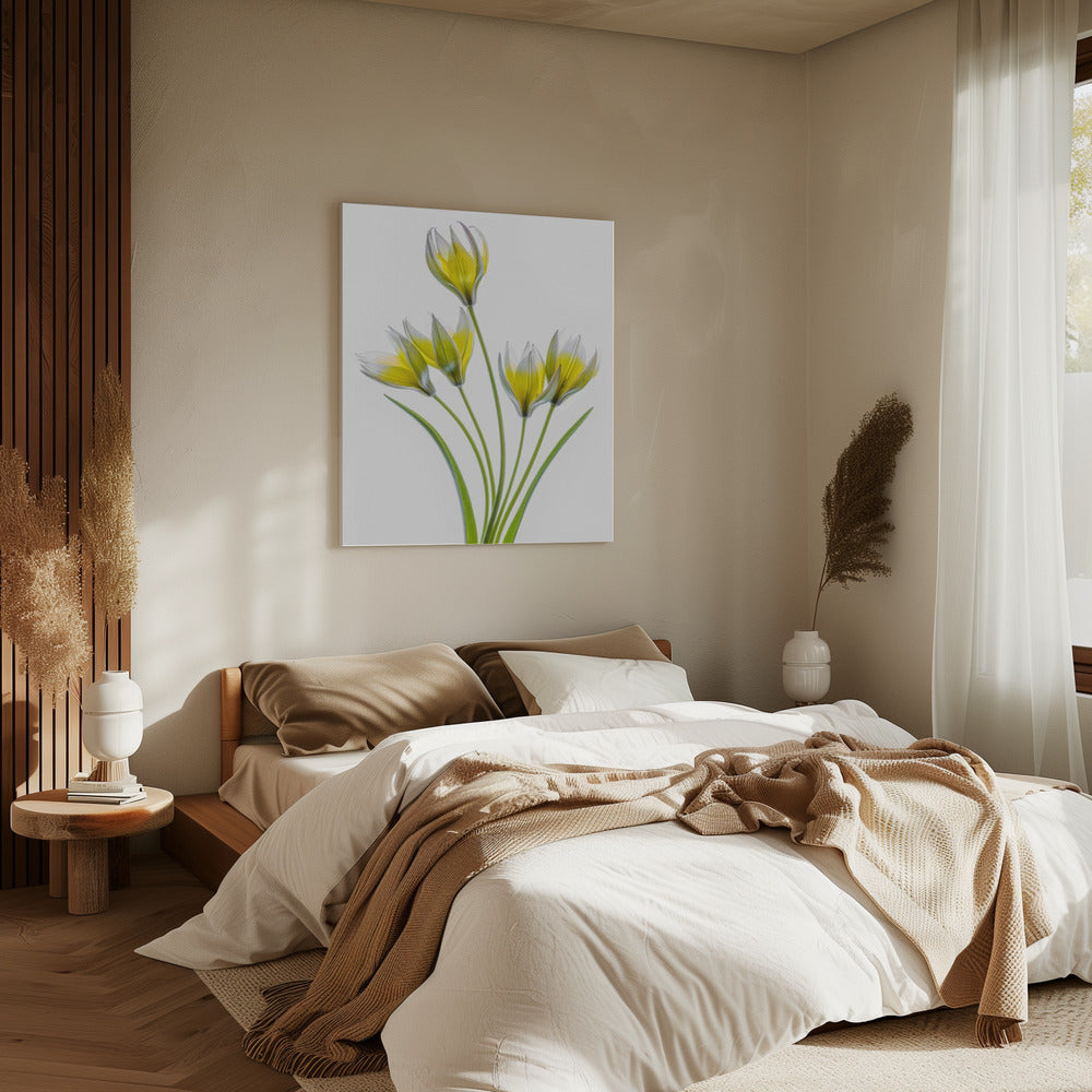 Tulipa | Leinwand