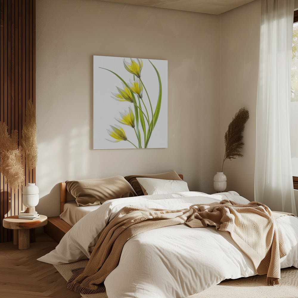 ~Tulipa | Leinwand