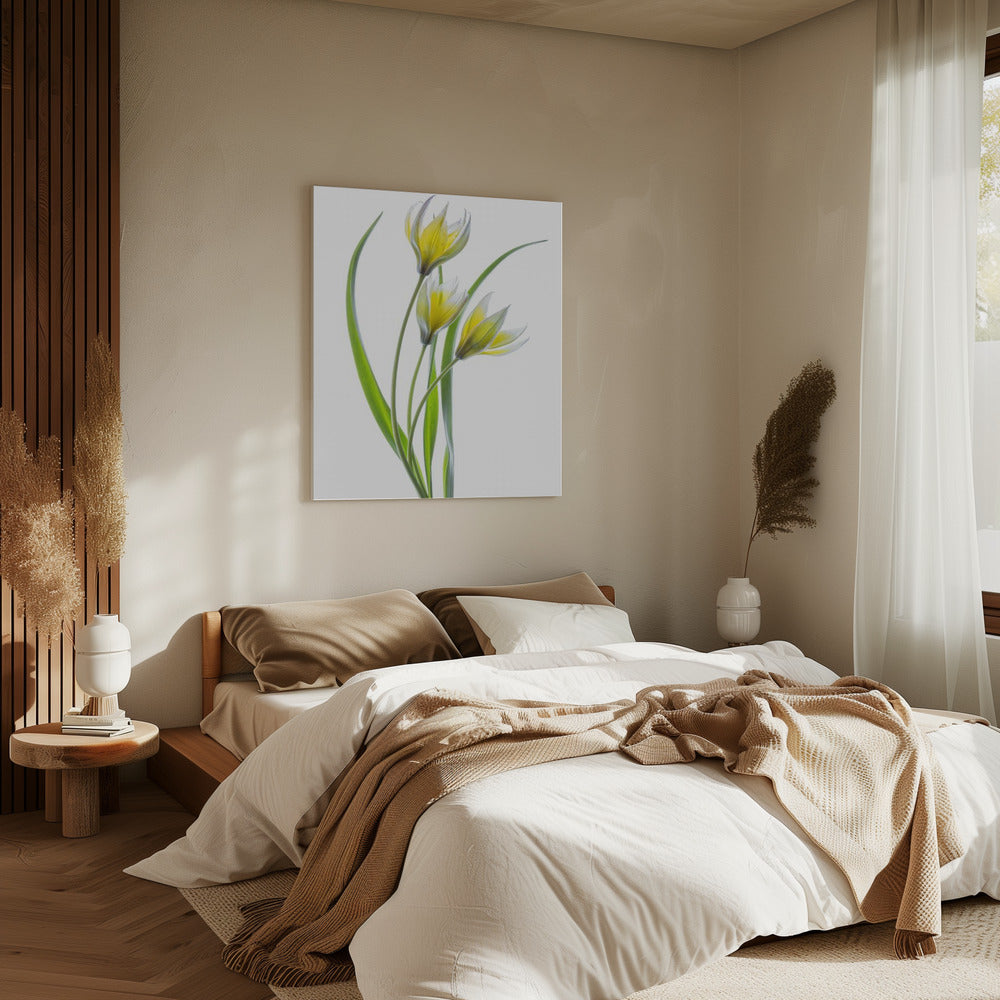 ~~Tulipa~~ | Leinwand