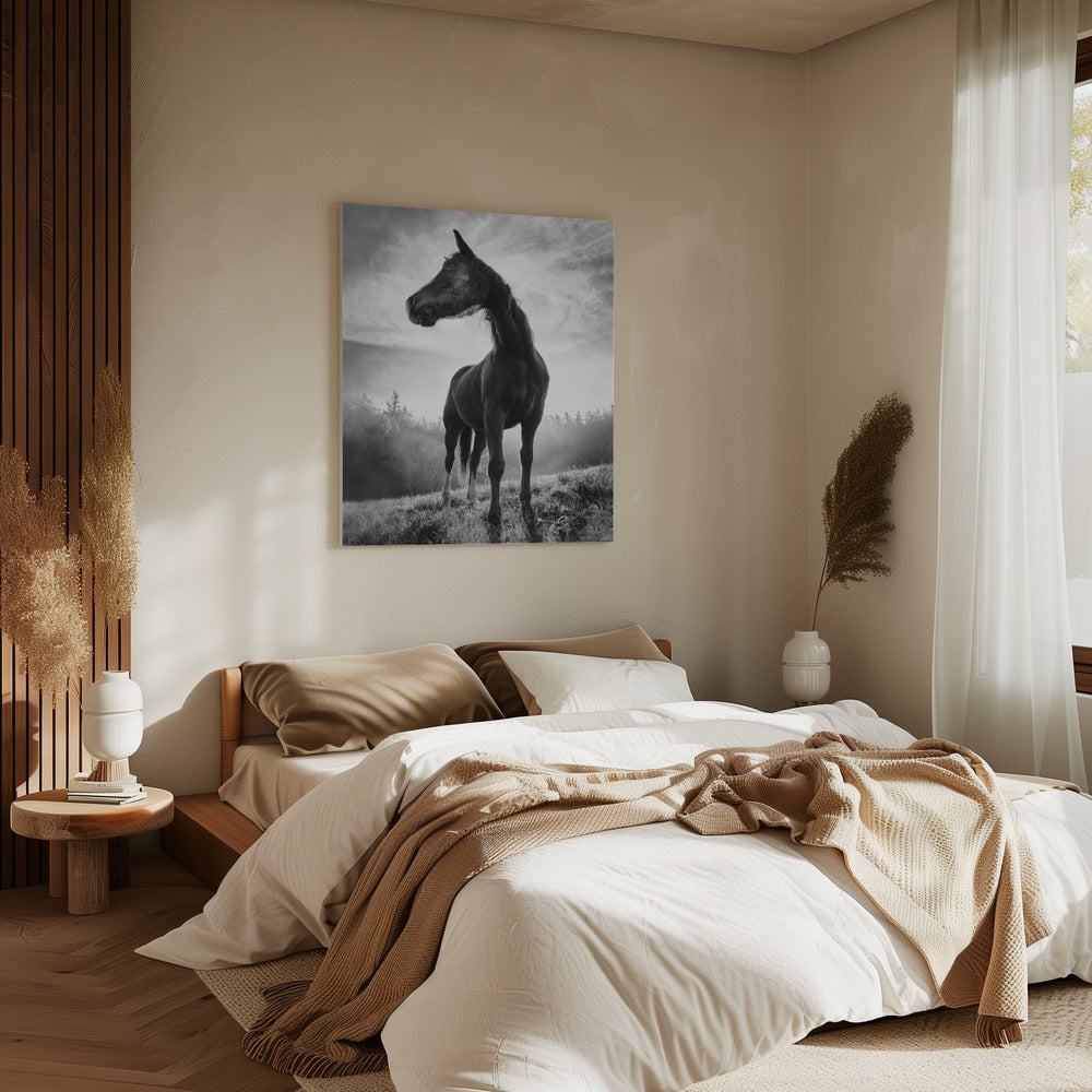 Pferd mit Hintergrundbeleuchtung | Leinwand