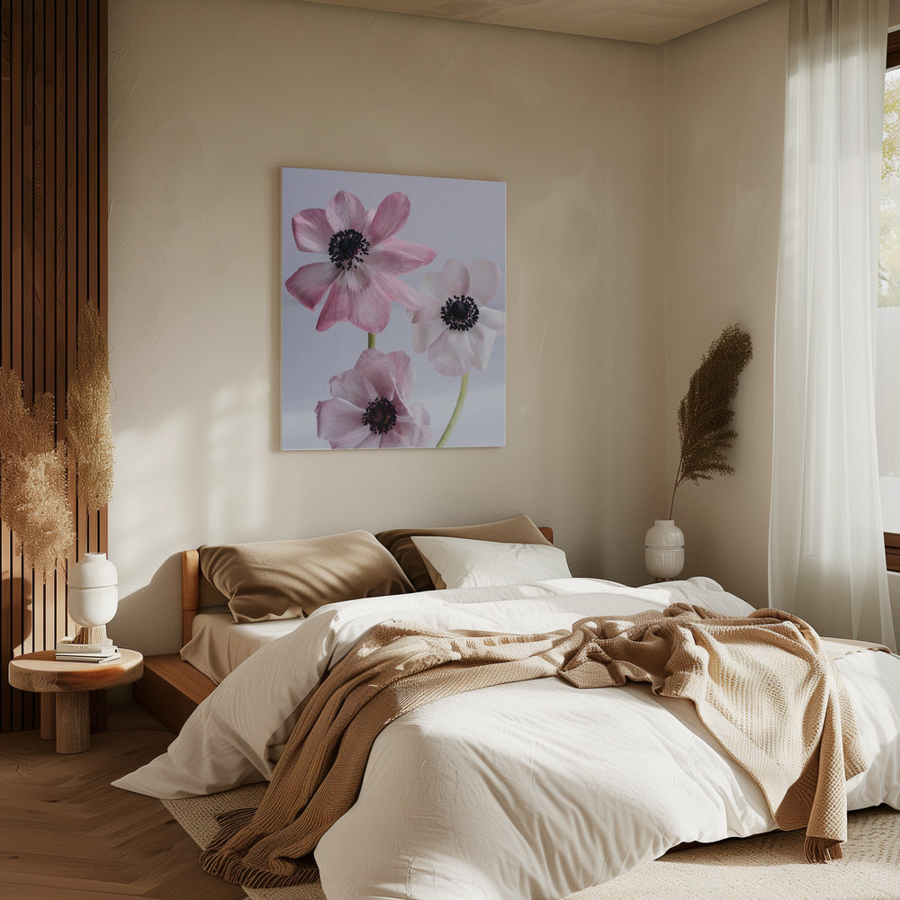 Elegante rosa Anemonenblüten | Leinwand