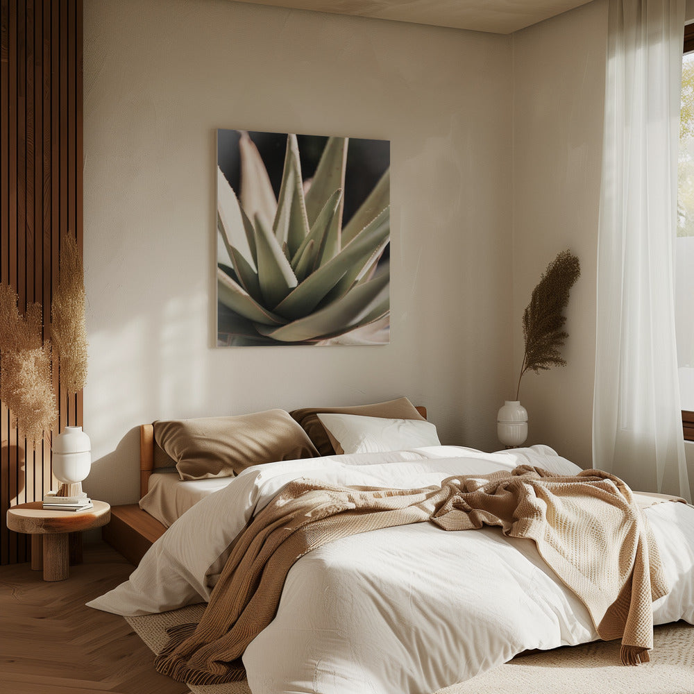 Sunlit Succulent | Canvas