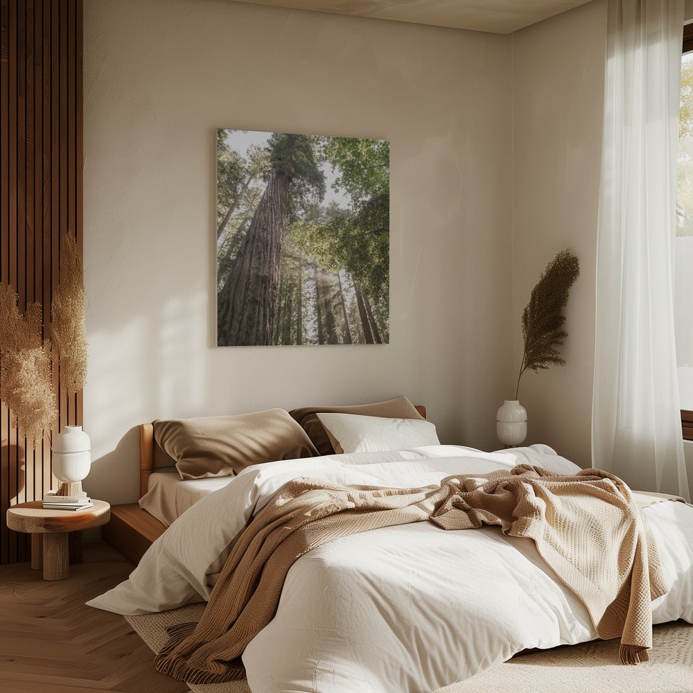 Hoch aufragende Redwoods | Leinwand