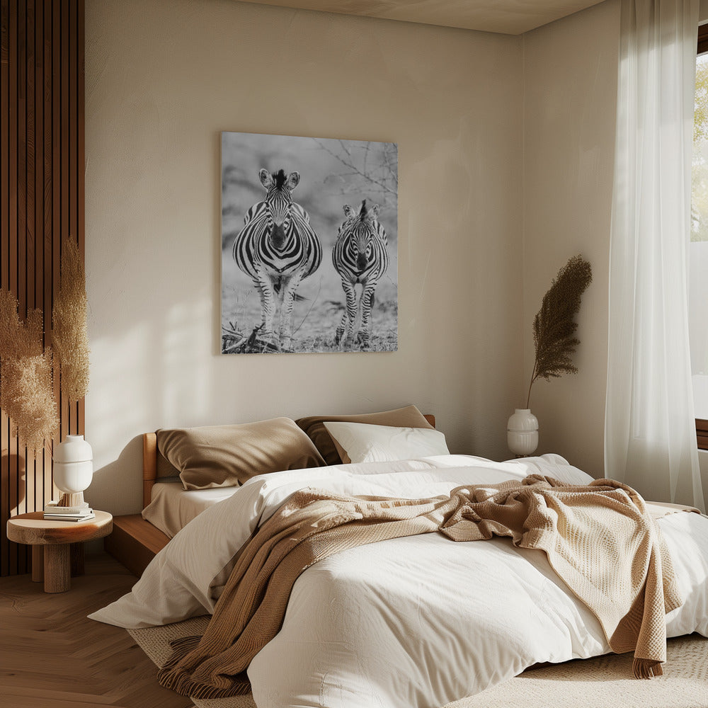 Striped Horse Front On | Canvas