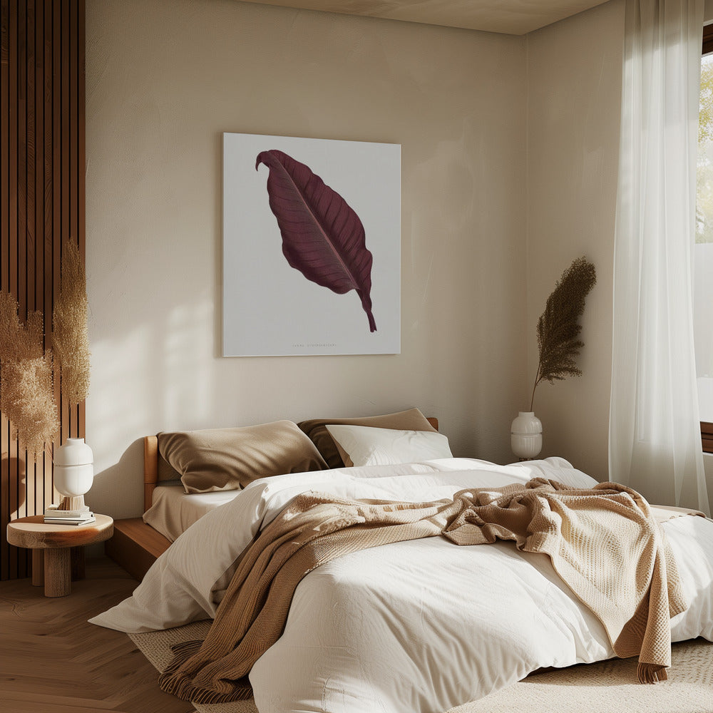 Rosa Canna Atronigricans Blatt Illustration | Leinwand