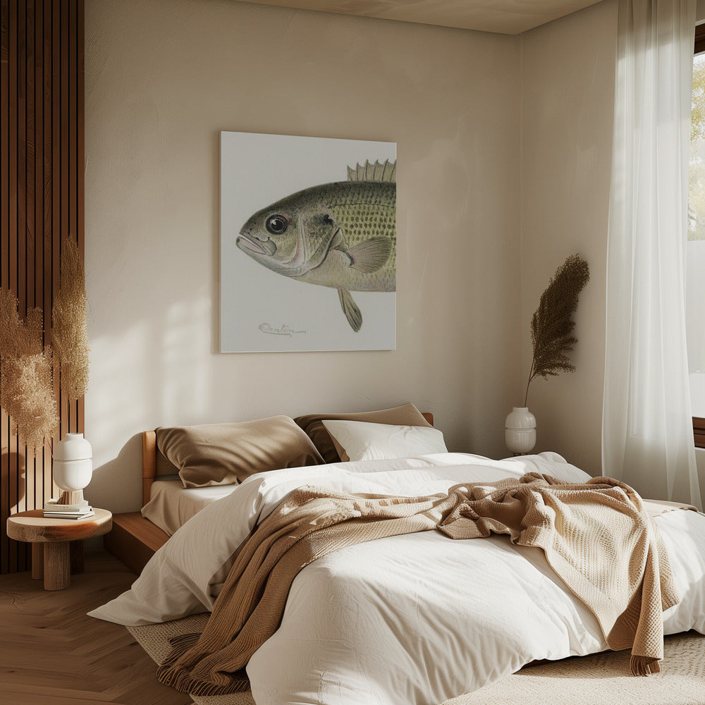 Rock Bass Crop | Leinwand