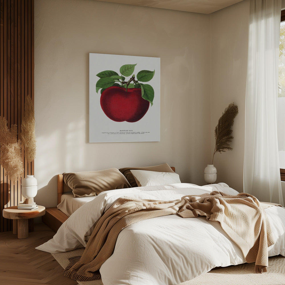 Mcintosh Red Apple Lithographie | Leinwand