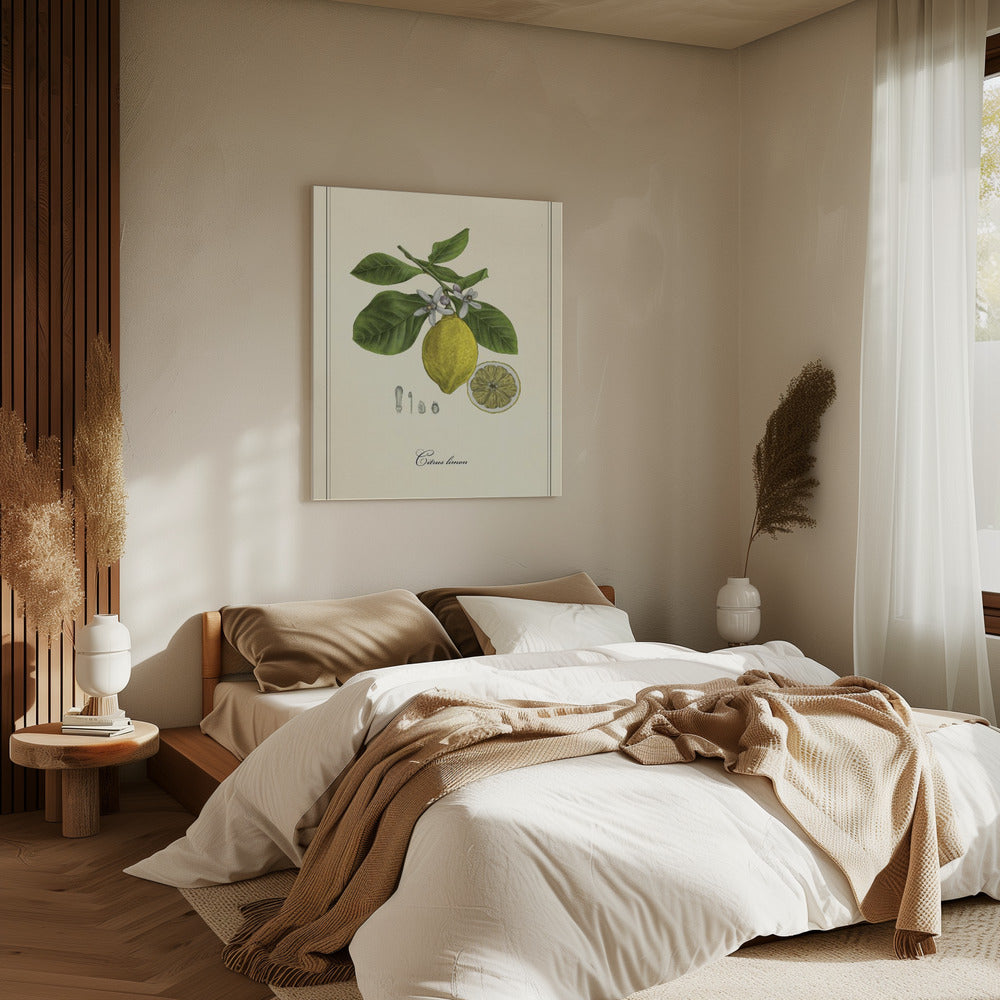 Lemon | Canvas