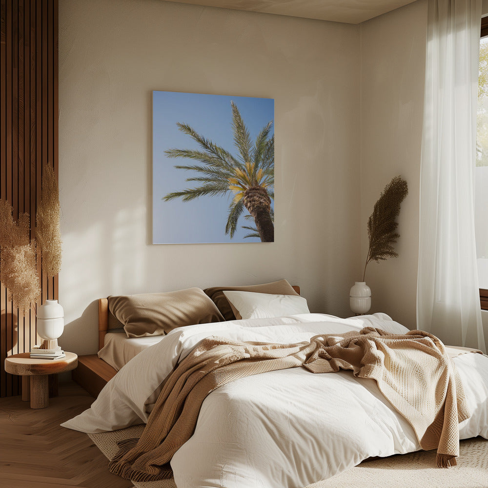 Vejer de La Frontera Palme | Leinwand