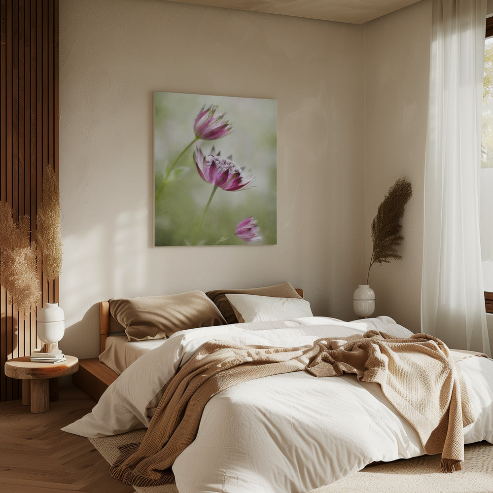 Astrantia | Leinwand