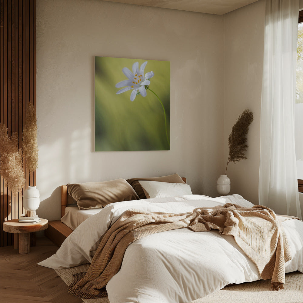 Sternmiere | Leinwand