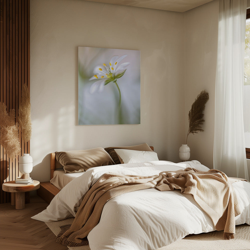 Sternmiere weich | Leinwand