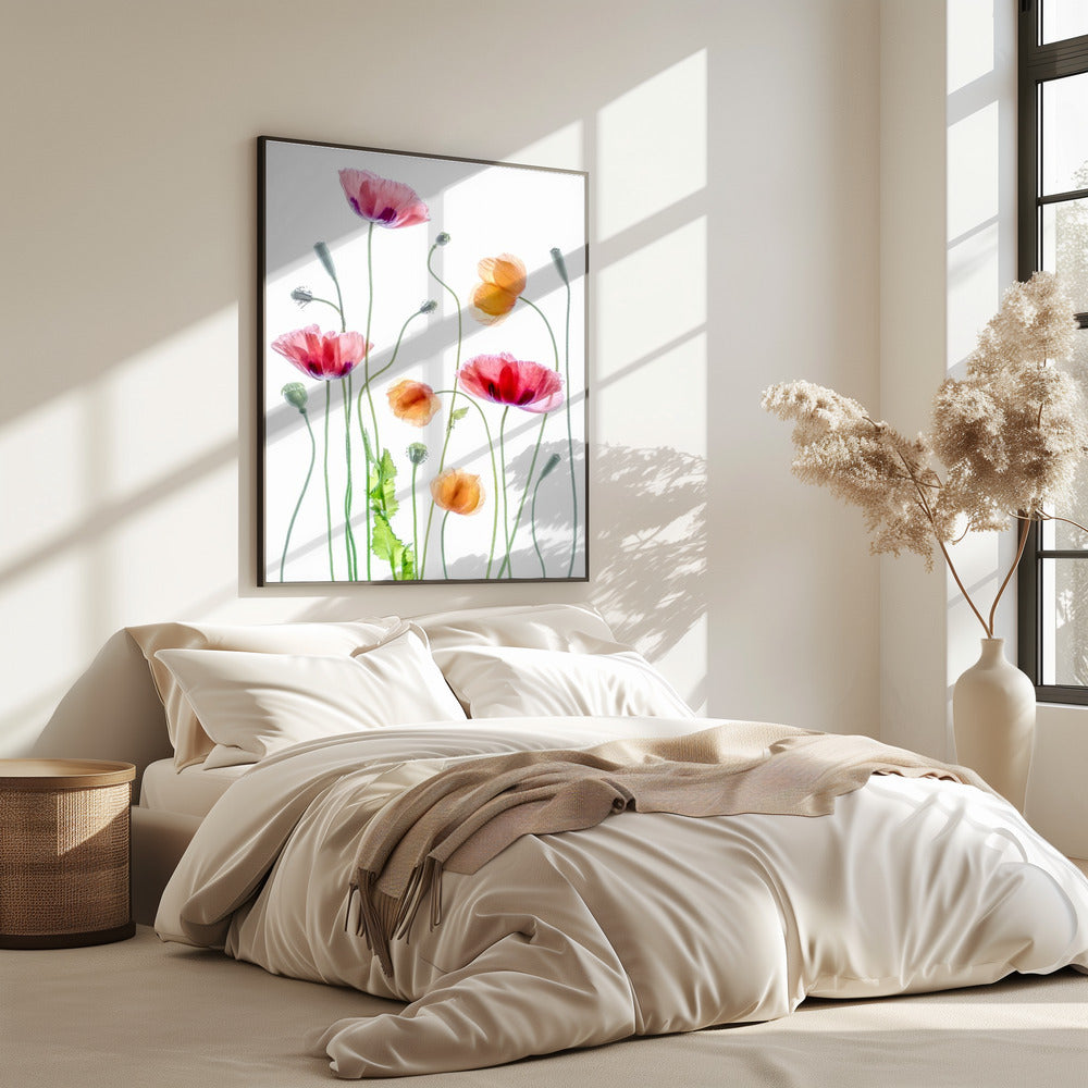 Poppies | Poster
