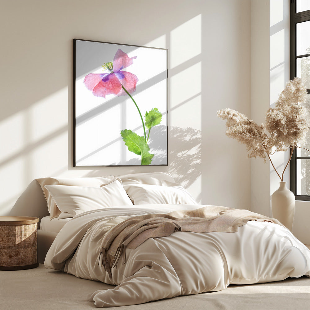 Mohn | Poster