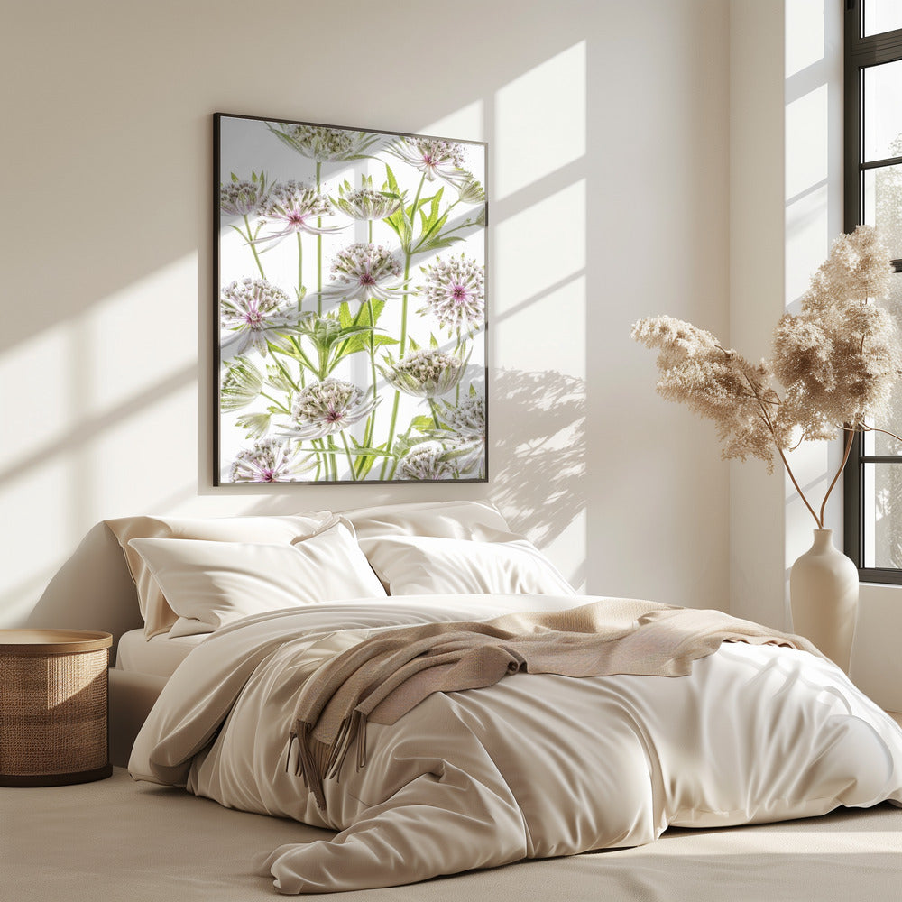 .Astrantia. | Poster