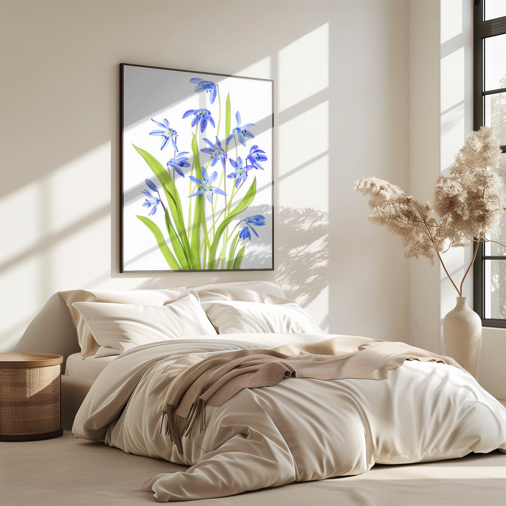 Scilla | Poster
