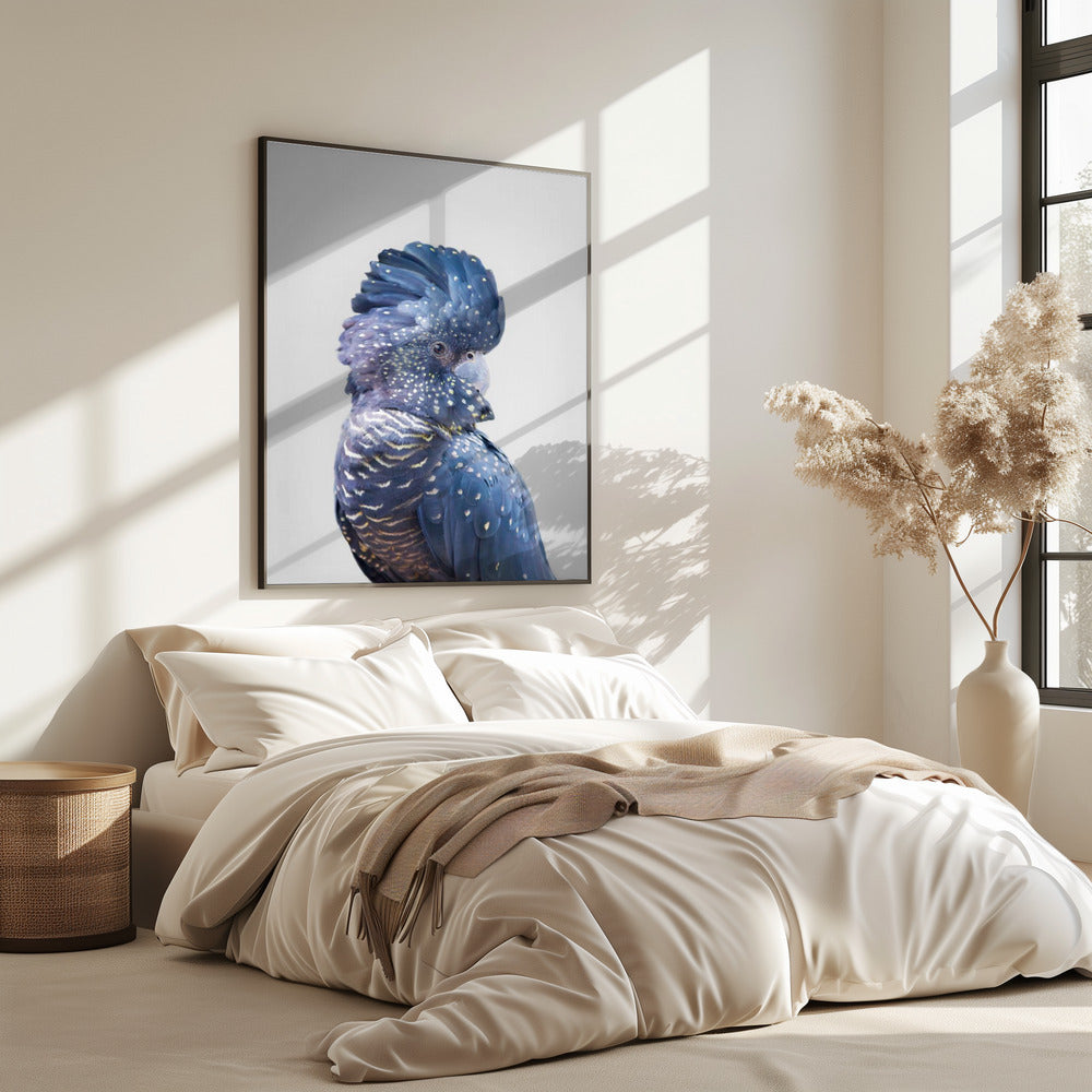 Schwarzer Kakadu | Poster
