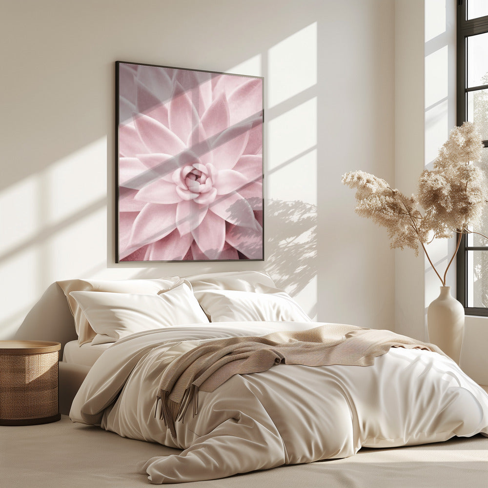Rosa Sukkulente | Poster