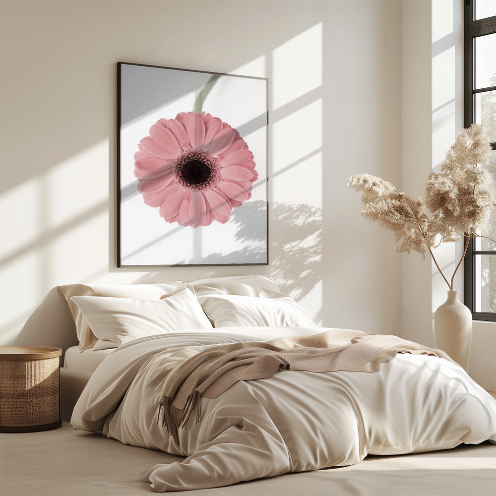 Rosa Gerbera II | Poster