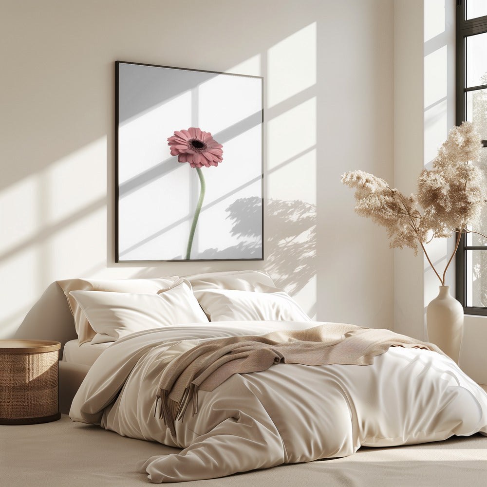 Rosa Gerbera | Poster