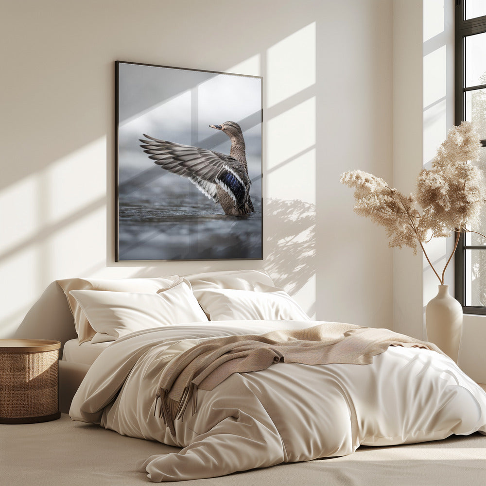 Weibliche Stockente mit ausgebreiteten Flügeln | Poster