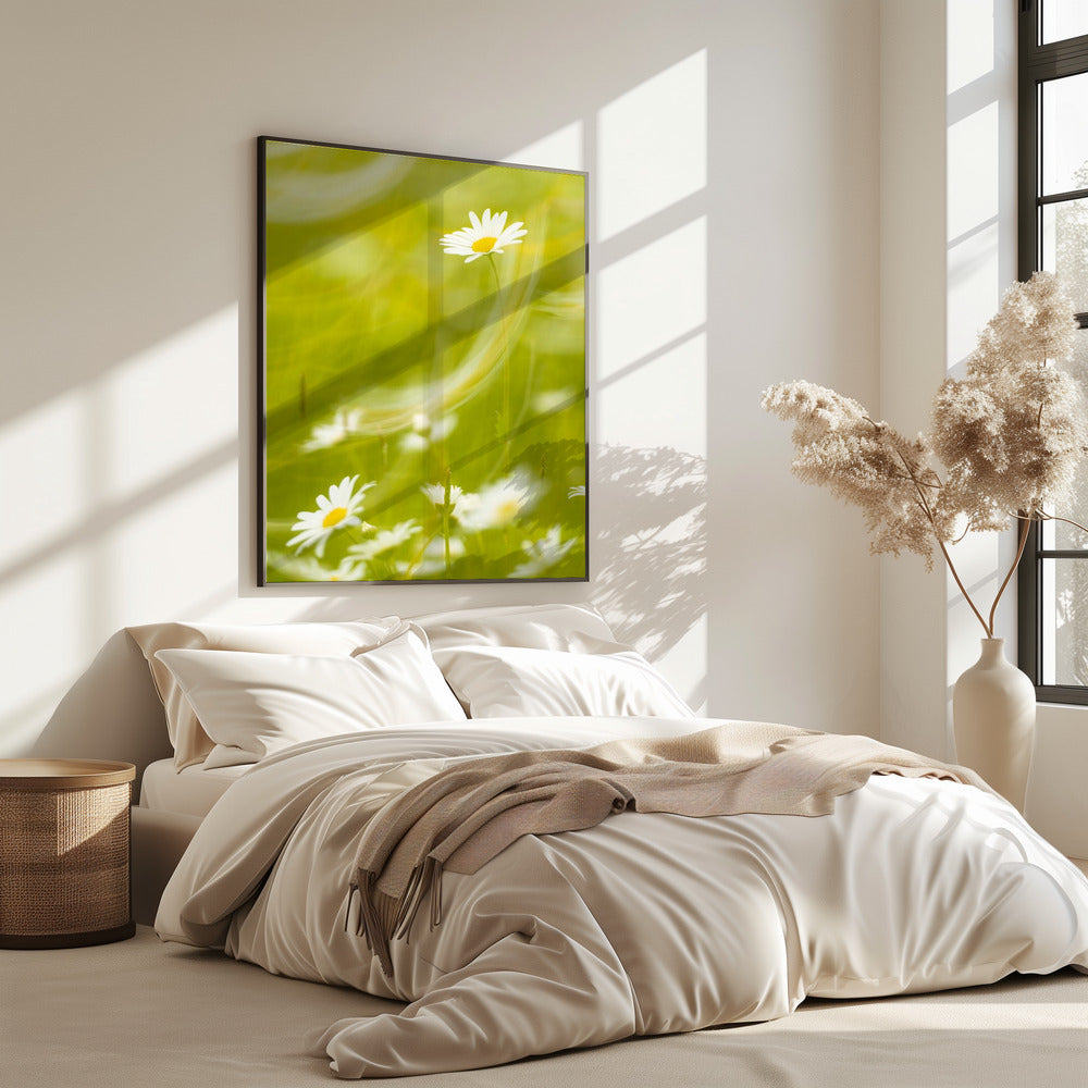 Daisies | Poster