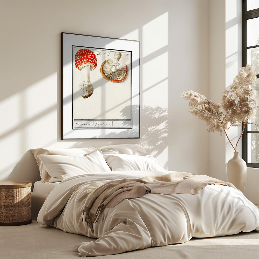 Fliegenpilz, Amanita Muscaria | Poster